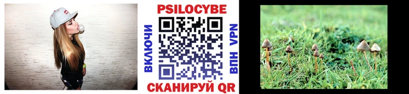 darknet клад  Нальчик  Псилоцибиновые грибы Psilocybine cubensis 